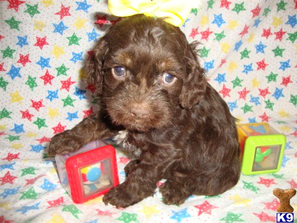 Puppies in Exeter